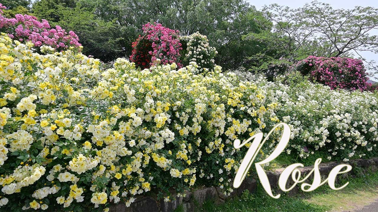 【バラ図鑑 16】満開の京成バラ園　94品種のバラ　2025.5.21.撮影