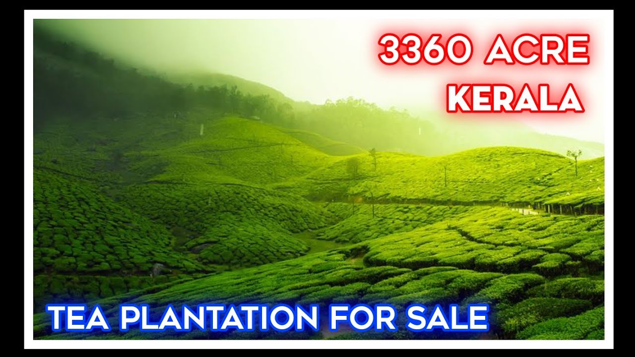 3360 acre Tea plantation for sale in wayanad district || Kerala state cost || 550 Cr tourism place