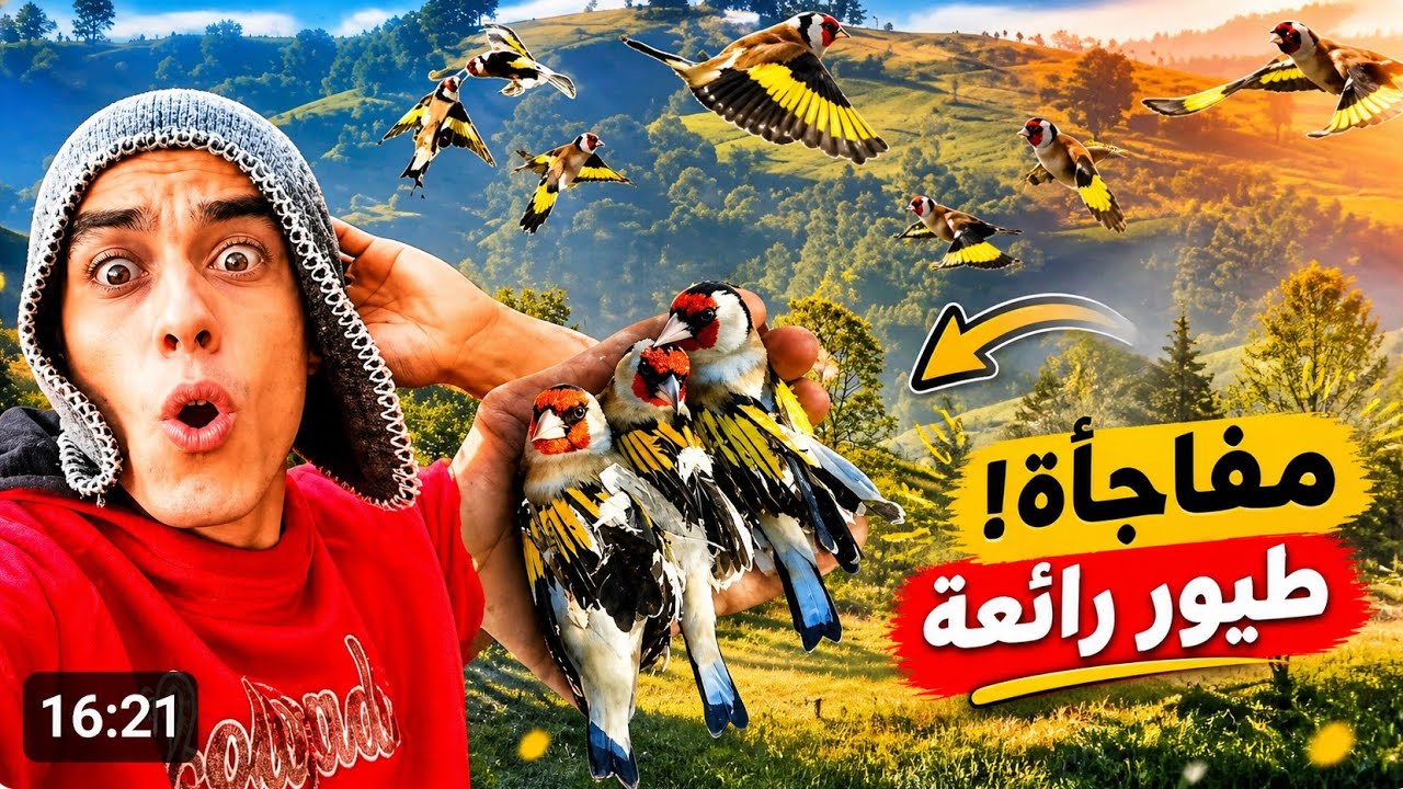 صید الحسون المهاجر 2026 صید ولمغامرة معا میاه والغابات