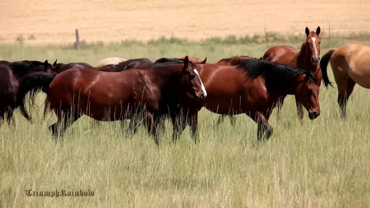 Beauty of Palouse WA -1 (Pullman, Endicott, Palouse Falls)