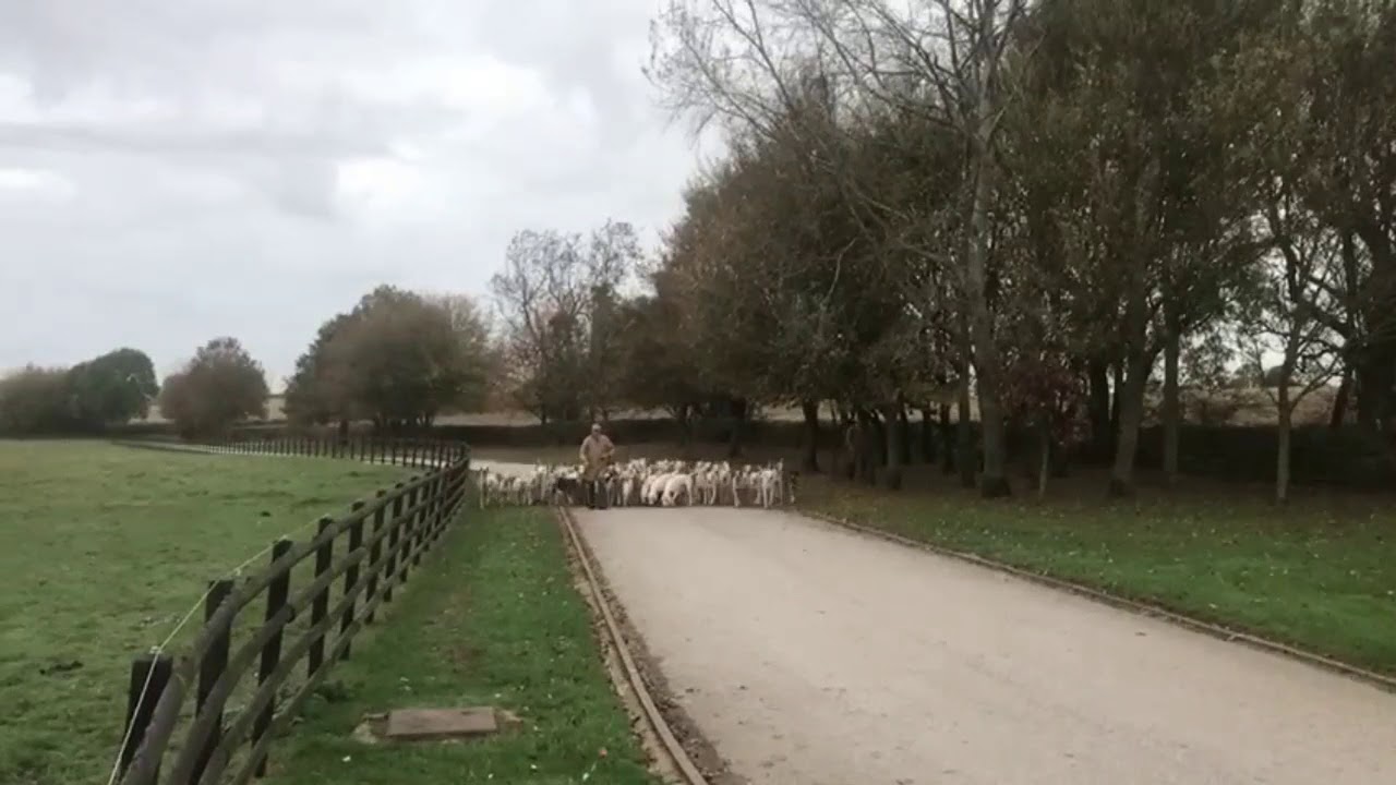 Quorn Hunt Kennels husbandry