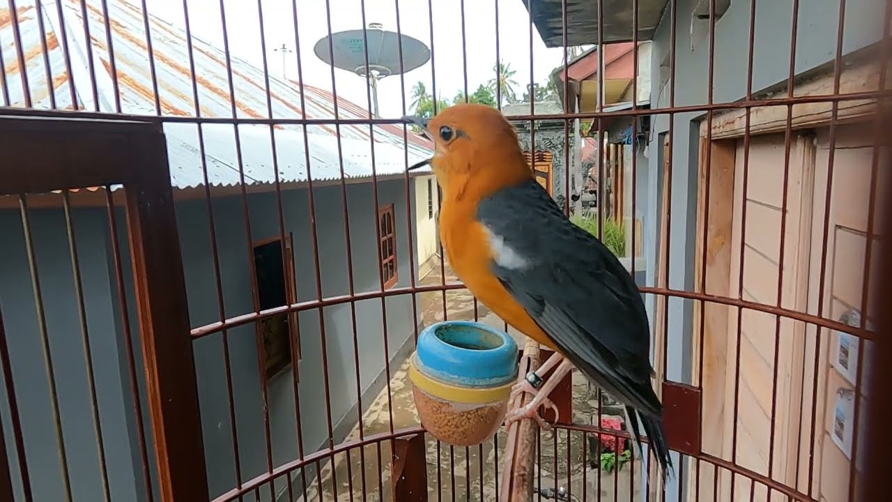 Punglor Gacor. Pancingan Agar Burung Mau Ngepong || Masteran ANIS MERAH