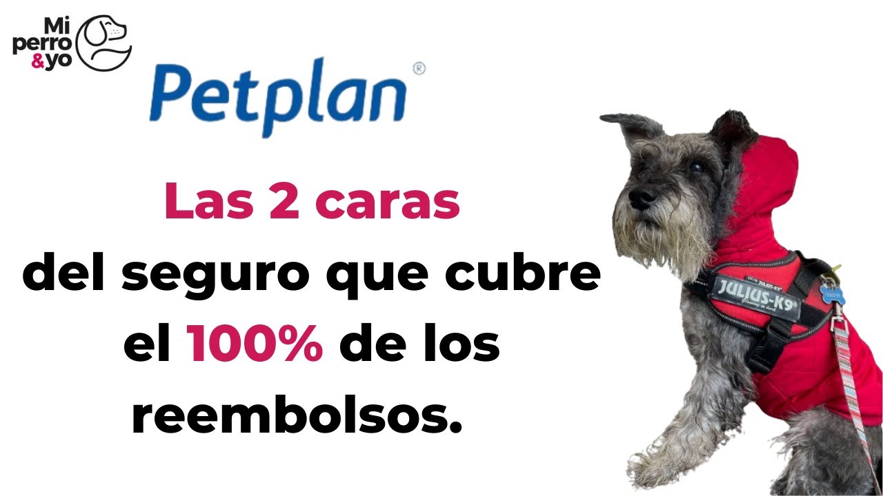 Petplan opiniones: el SEGURO VETERINARIO ✳️ con 1.5 M de mascotas. #perrosespa&ntilde;a #seguros #doglover