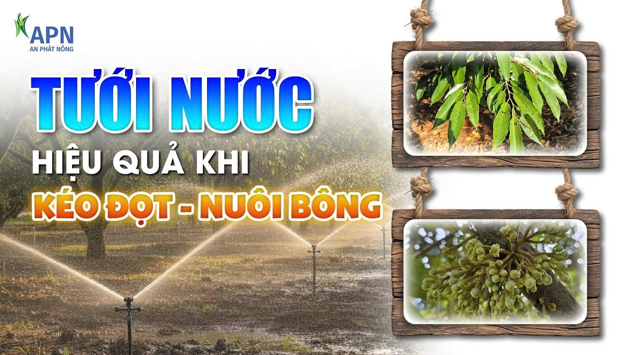 APN - TƯỚI NƯỚC HIỆU QUẢ KHI KÉO ĐỌT NUÔI BÔNG