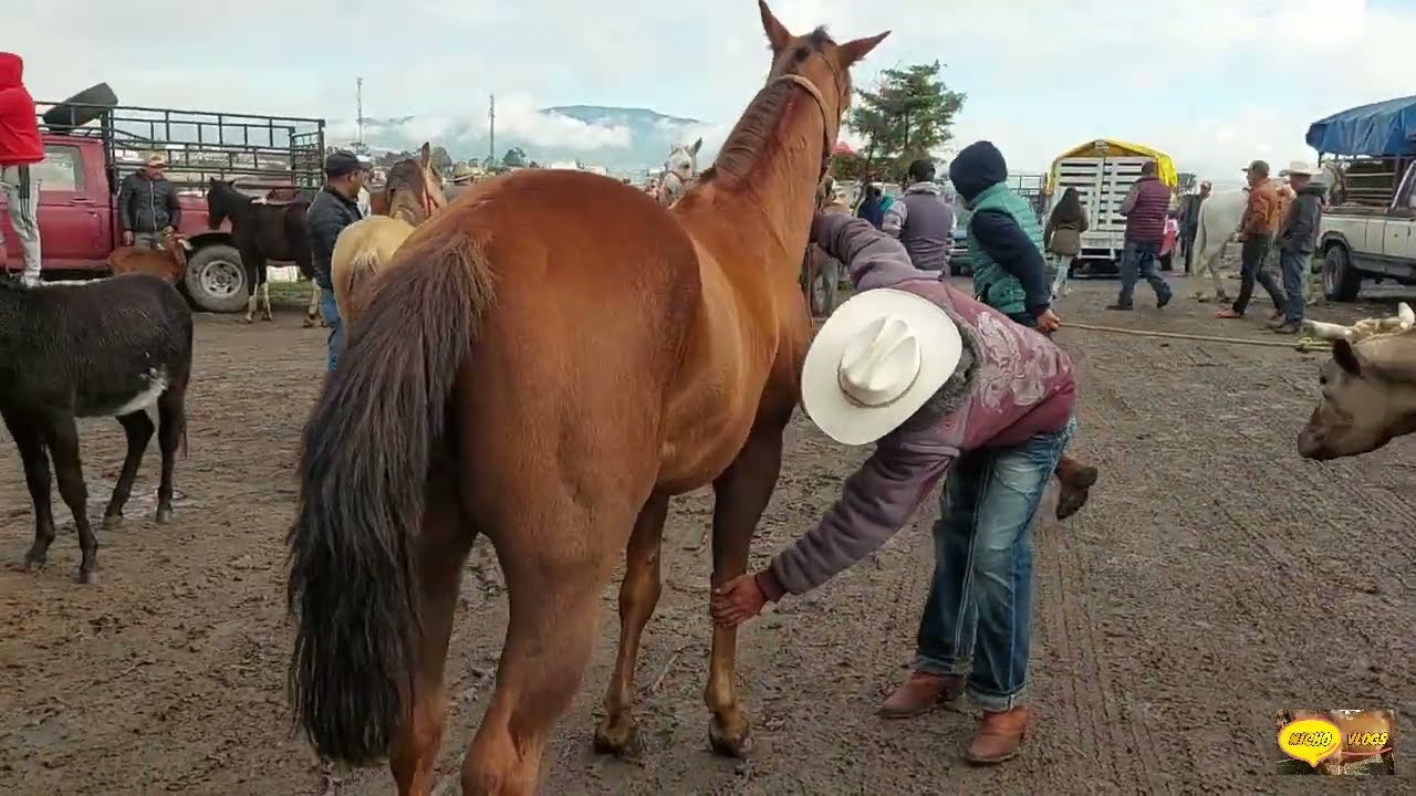 BUENA VARIEDAD DE GANADO EN LA PLAZA GANADERA DE CIENEGUILLAS EDOMEX,TOROS,CABALLOS,BORREGOS,CHIVOS.