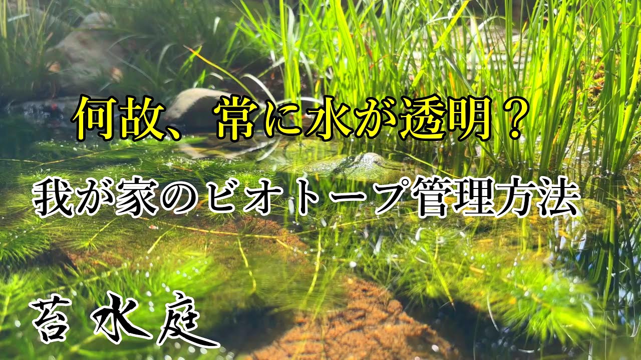 庭池ビオトープ、綺麗な水を維持させる管理の仕方。水草紹介。