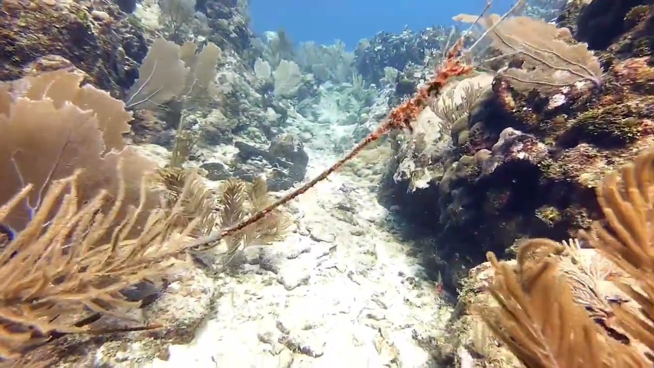 #2026 #roatan @salemscuba1170 