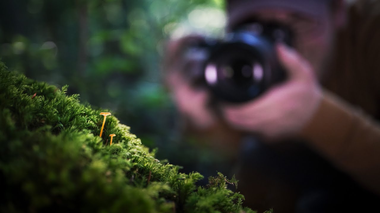 So machst du leuchtende und beeindruckende Pilz Fotos!