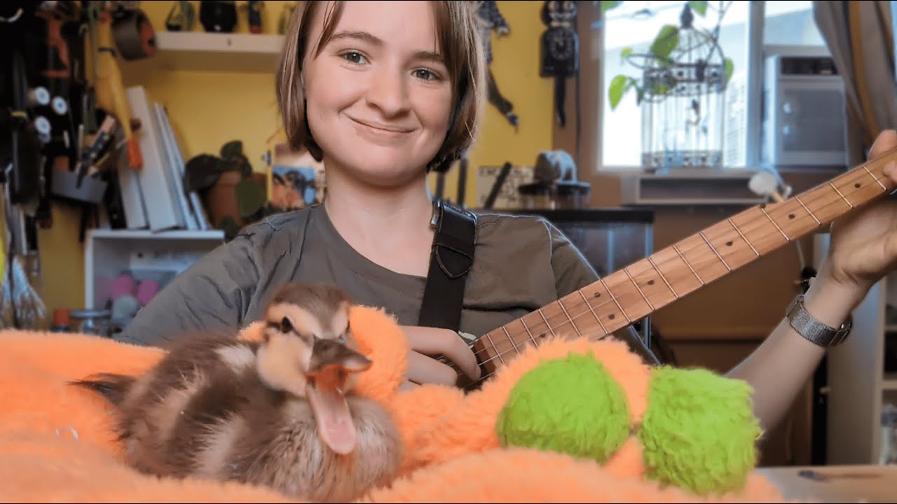 Playing banjo for a lost duckling