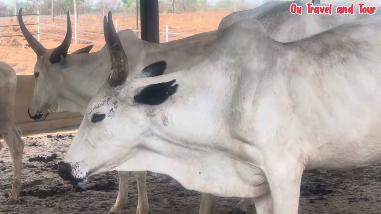 The Biggest Livestock Farm In South East Nigeria || Ohanaeze Farm and Resort Enugu