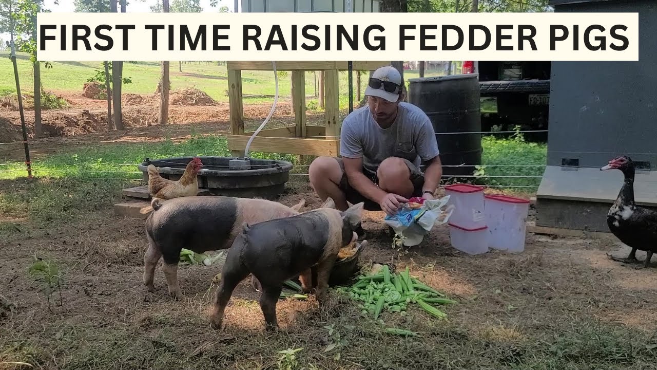 What I've learned my FIRST TIME raising feeder pigs! Pond update.