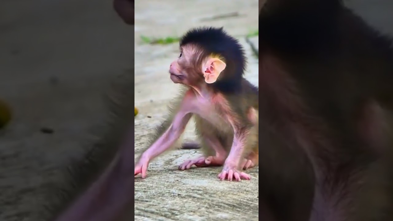 Cute baby monkey learning to walk #shorts