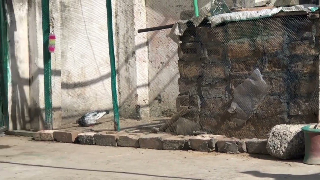 Kabooatar wapis ha gaya hai 😍❤️👍