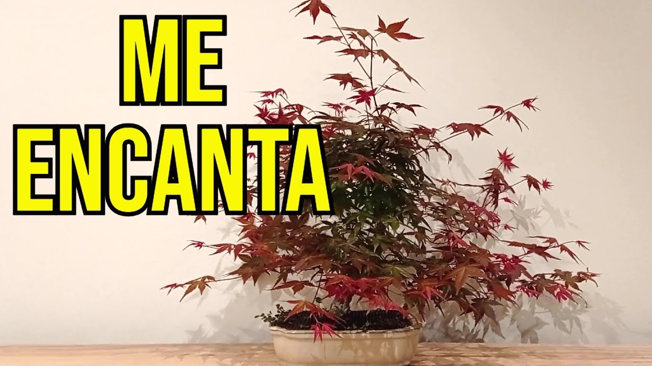 PINZADO Y ALAMBRADO DE RAMAS EN ARCE PALMATUM DESHOJO
