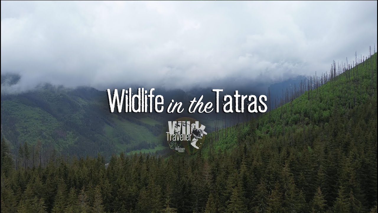 Wildlife of the Tatra Mountains | Poland & Slovakia