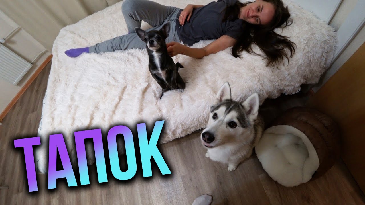 Новое место для чихуахуа Лилу- Тапок!
