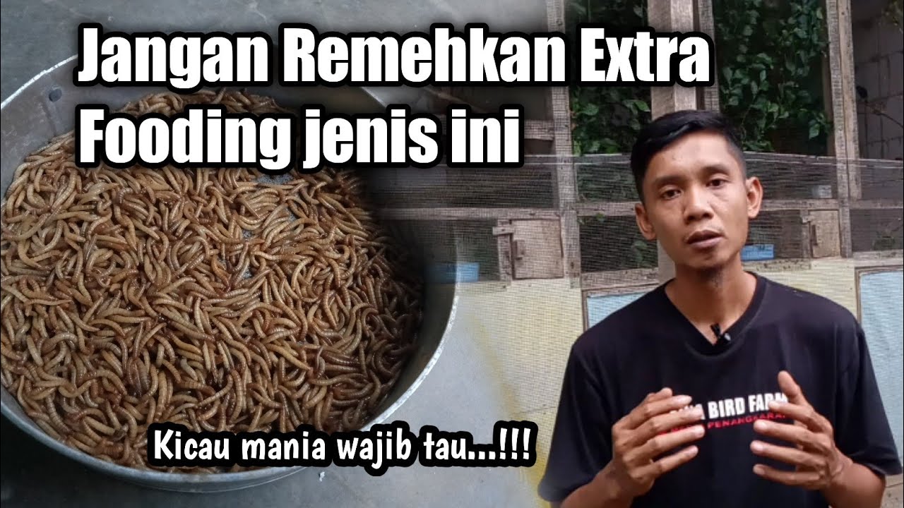 Inilah Dahsyatnya ulet hongkong jika takaran dan tipe burungnya pas