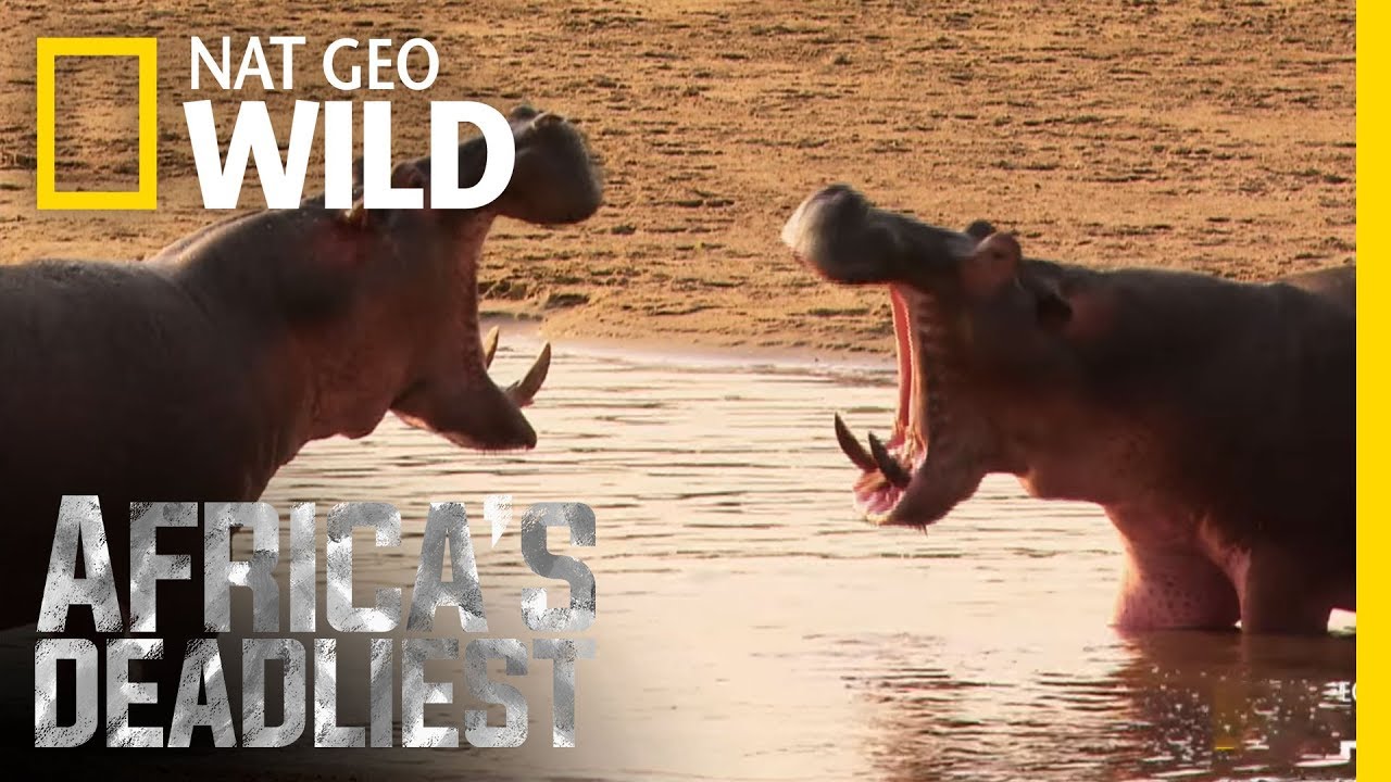 Hippo Beatdown | Africa's Deadliest