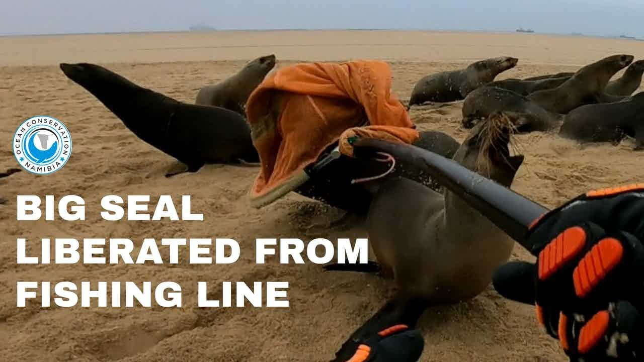 Seal Bull Liberated From Fishing Line Entanglement