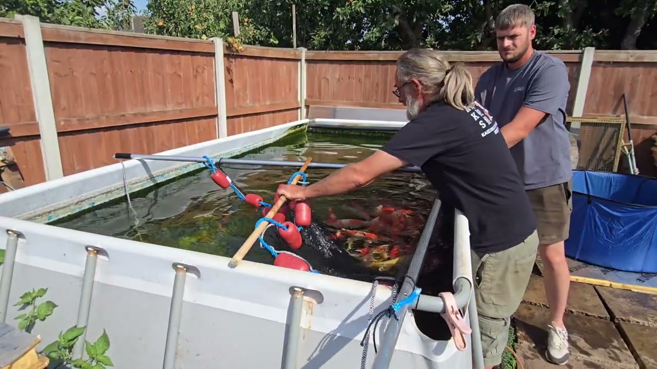 KAIZOKU KOI SOMERSET PRESENT THE GROW ON UPDATE YOU'VE ALL BEEN WAITING FOR!! 