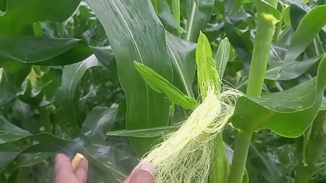 Tanda tanda tanaman jagung bertongkol besar!!#hiburan #farming #hiburansegar #duet #automobile 