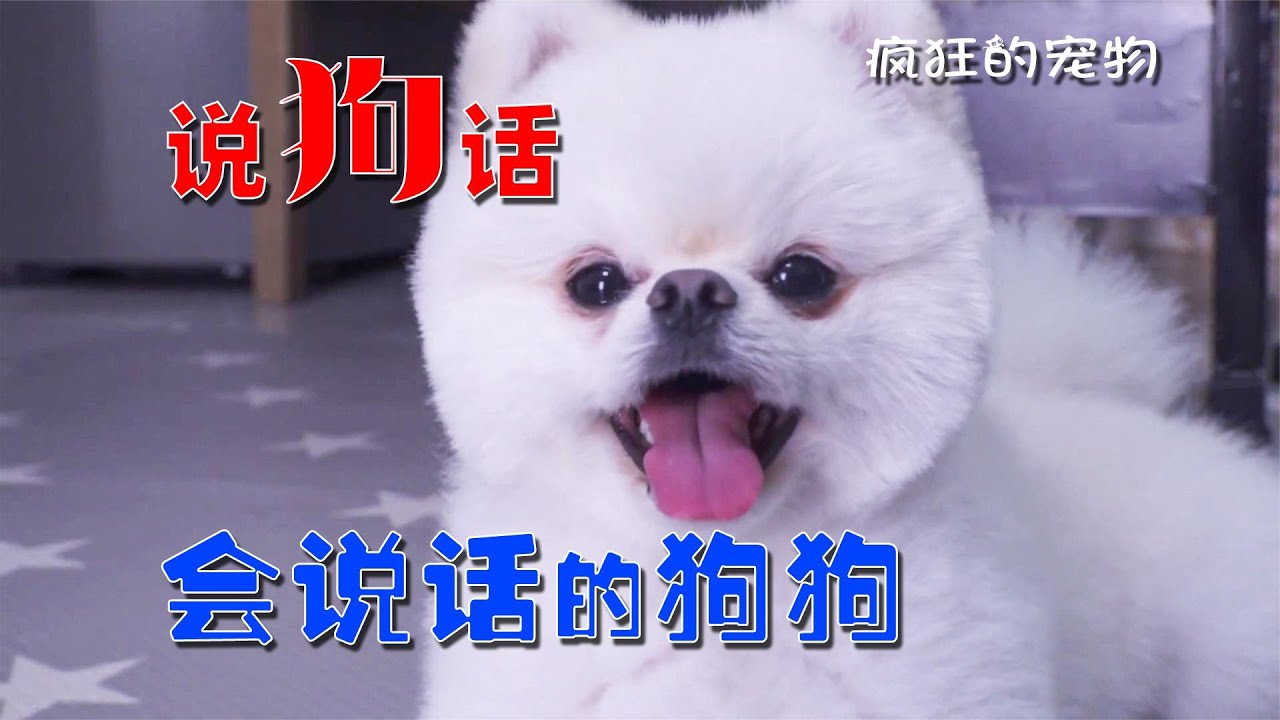 狗狗“会说话”，还走红网络，狗狗成精了吗？【疯狂的宠物】