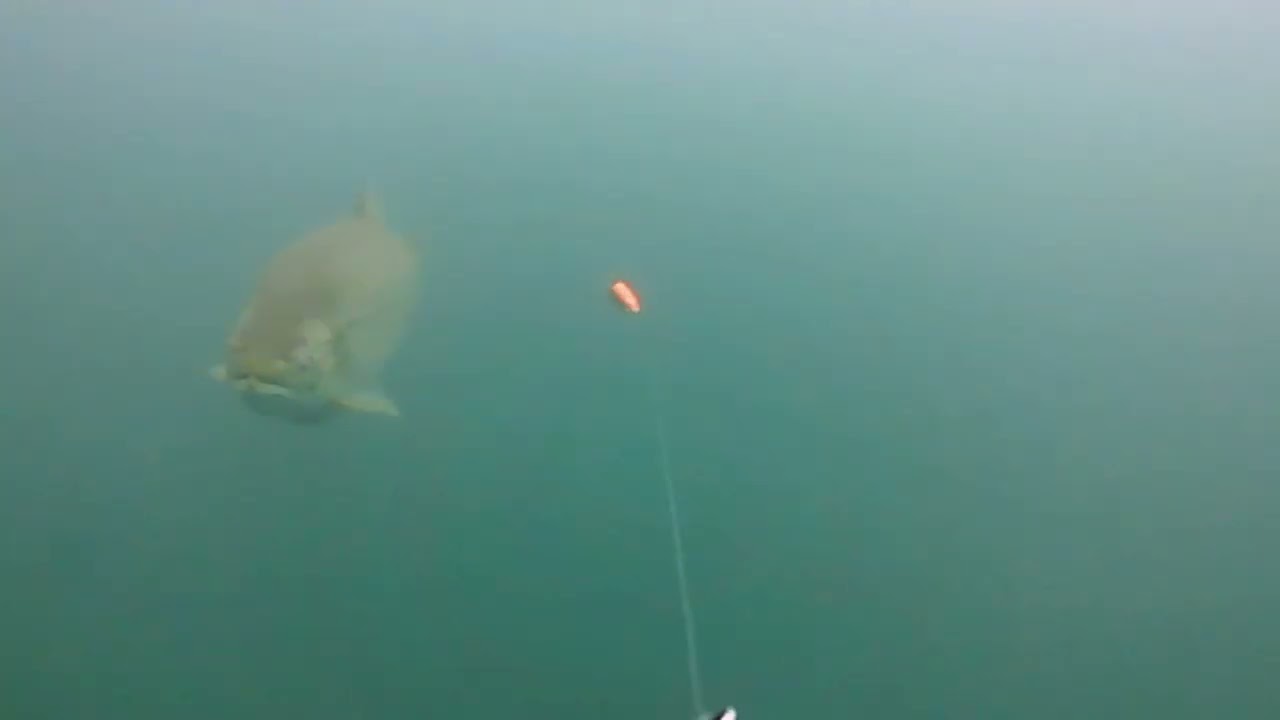 King Salmon and Brown Trout Follows and Lure Attacks