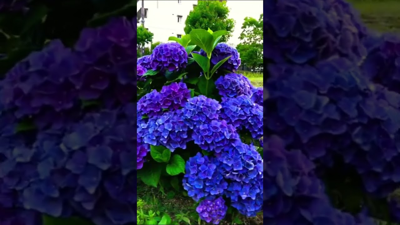 Top 15 de Flores Hermosas: N&uacute;mero 3, Las Hortensias