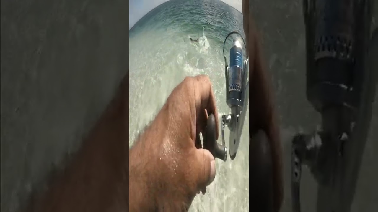 Beach Snook 