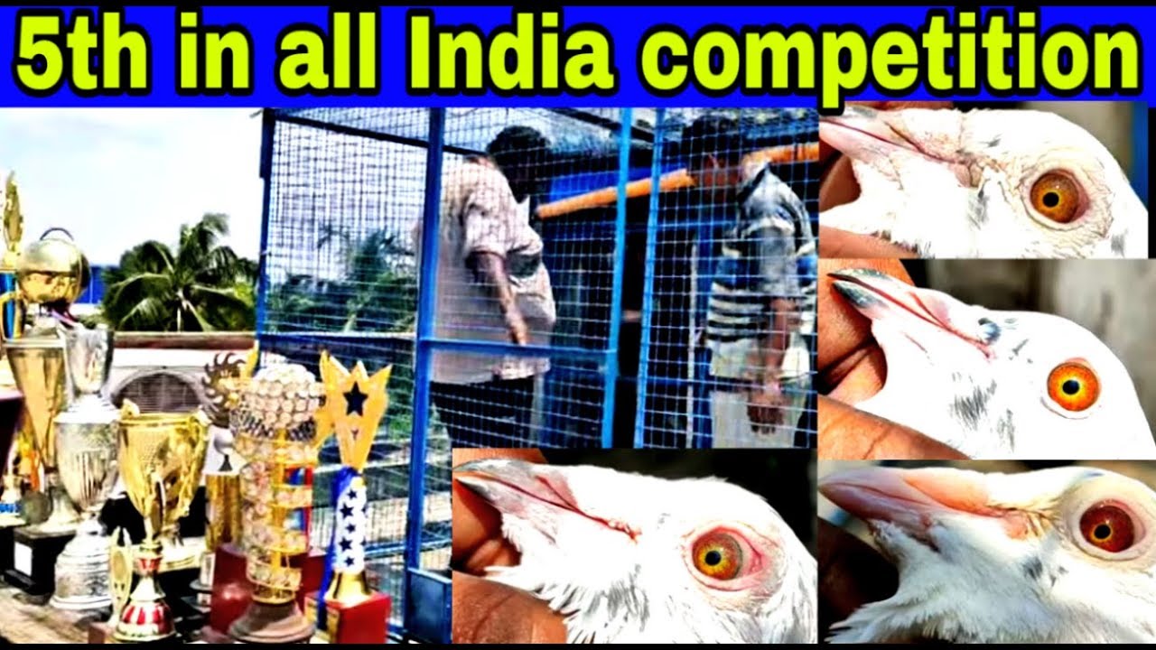 Champion Madrasi Pigeons | Of Bubai Bhai..(All India Competition 5th Ranker)..By Bengal Pigeon..