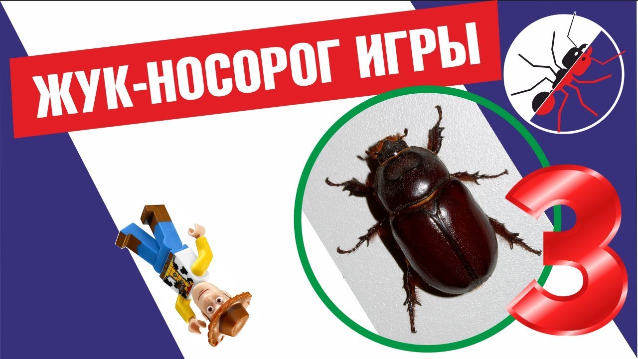 Жук-носорог. ПОИГРАЛ - ОТПУСТИ!