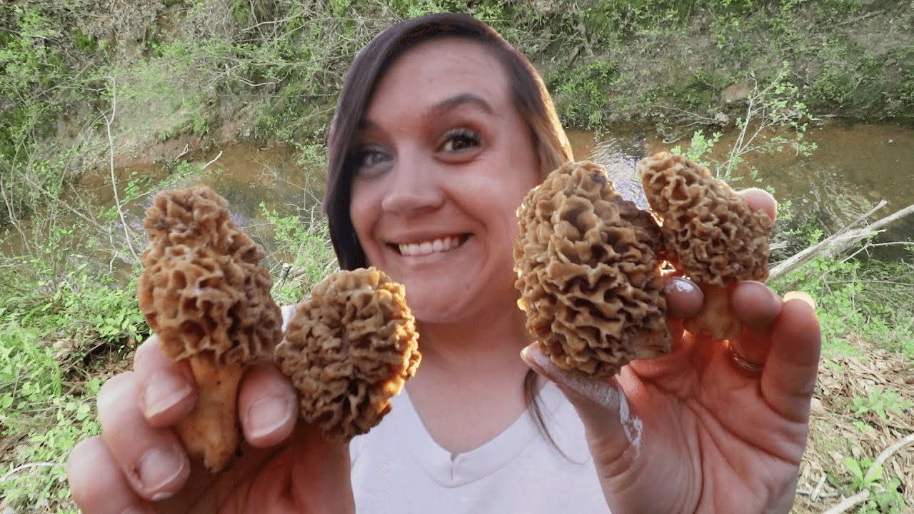 Morel Mushrooms 2021 - Georgia Habitat & Cold Front Tips for Foraging