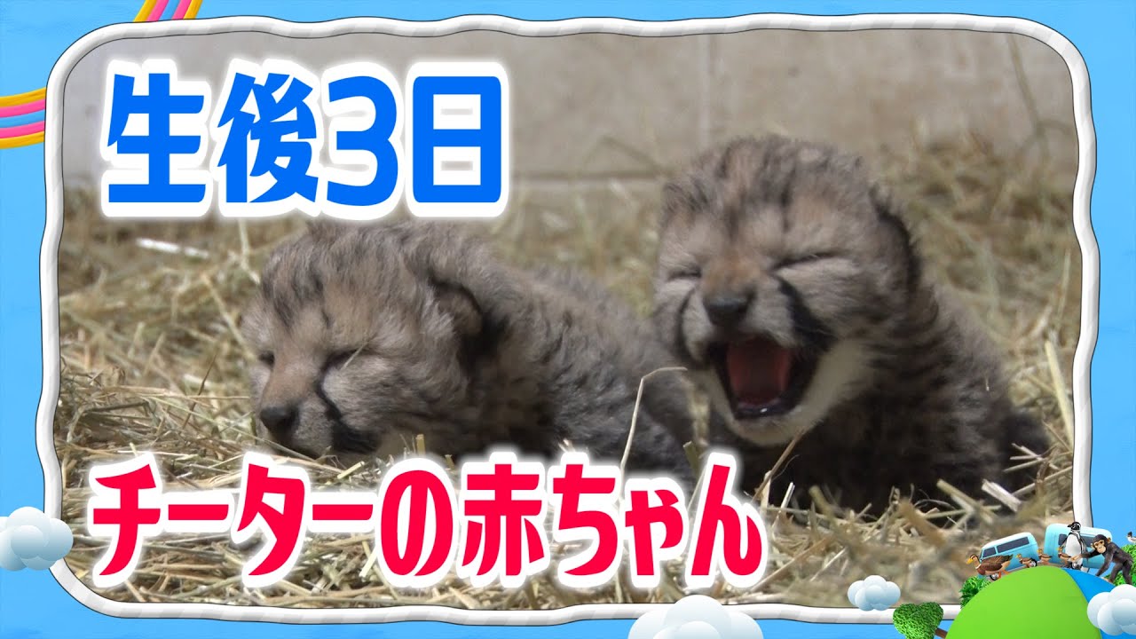 【チーターの赤ちゃん（生後3日目）】鳴き声はピヨ【みんなのどうぶつ園公式】Baby Cheetah, only 3 days old! Kitten cheetahs crying for mama
