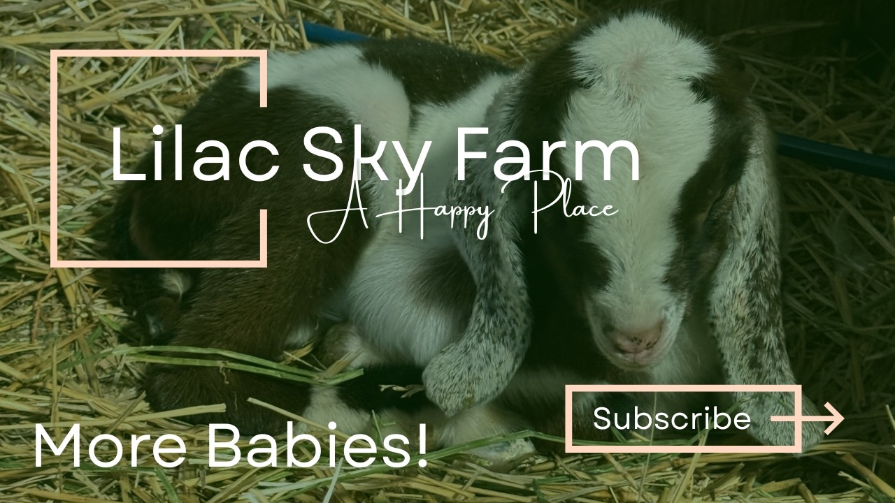 Another Baby Goat To Add To The Bunch | Check Out This Cutie!