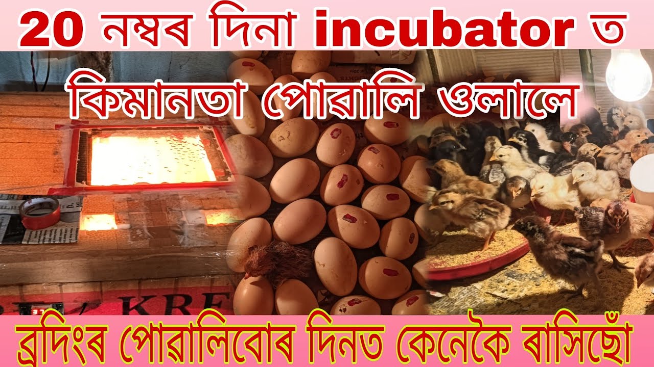20 নম্বৰ দিনা incubator ত কিমানতা পোৱালি ওলালে। ব্ৰদিংৰ পোৱালিবোৰ দিনৰ ভাগত কেনেকৈ ৰাসিছোঁ 😍🐓💚🥚💉