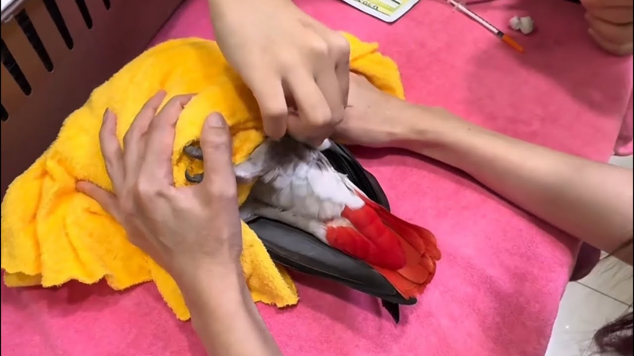 อัพเดทอาการจัสติน 