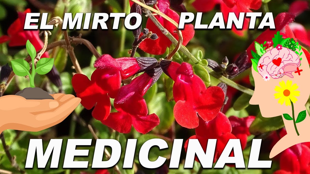 El Mirto, planta medicinal, cuidados y para que sirve
