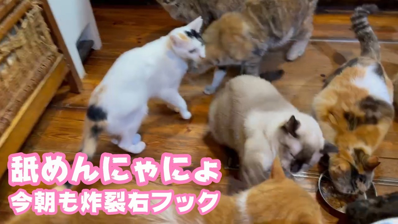 舐めんにゃにょ  今朝も炸裂ミケ右フック  2026 03 12 1