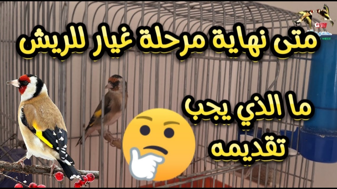 متى نهاية مرحلة غيار الريش | ماذا نقدم للحسون #حسون #طيور #الطيور #birds