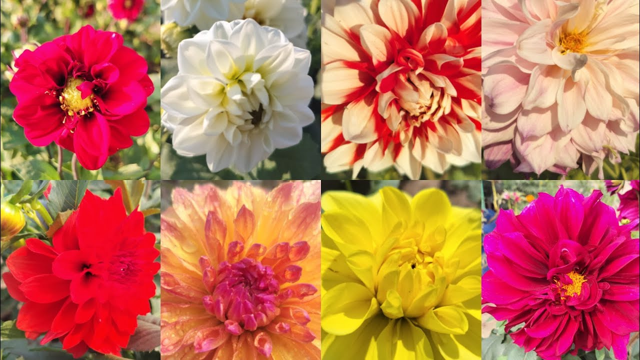 Beautiful Collection of Daliya Flowers 🏡✨// #flowers #youtube #gardening #shortsfeed #shorts 
