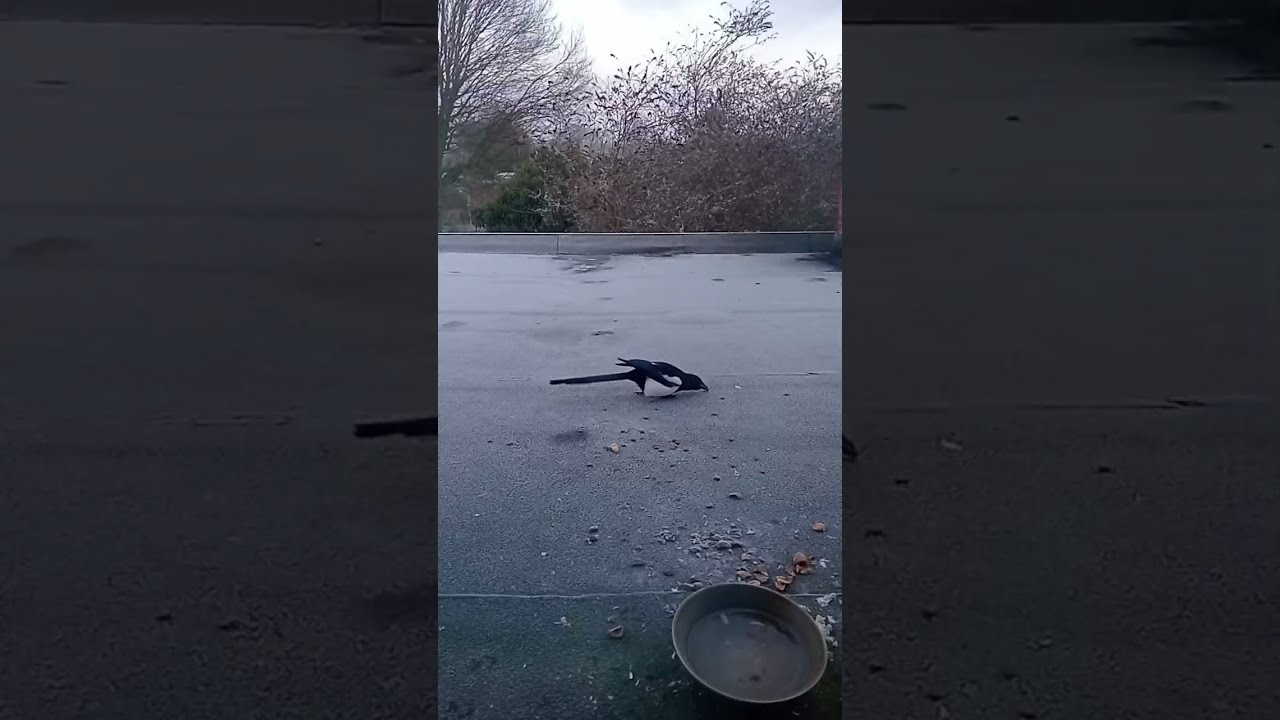 比利時花園鳥類直播，