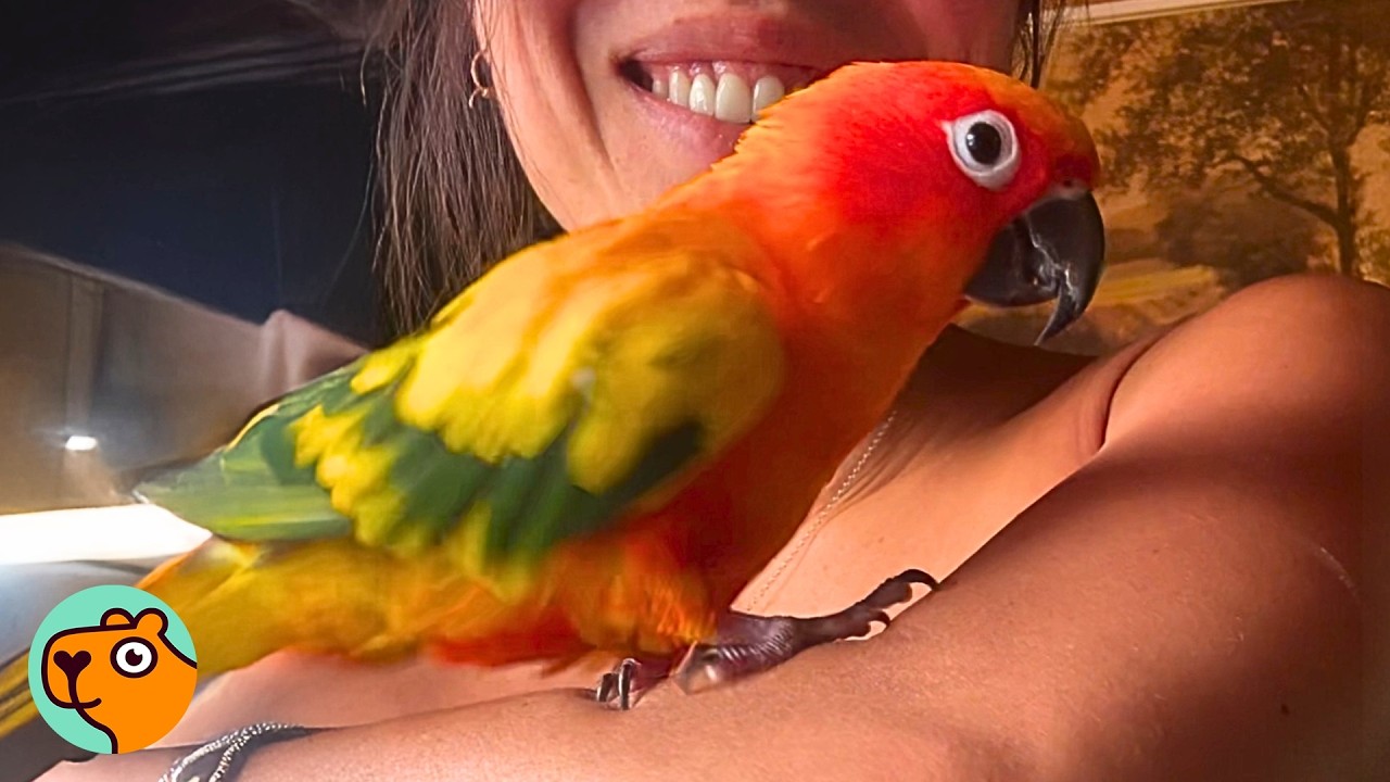 Lady Goes For The Mail, Then Returns With A Parrot On Her Shoulder! | Cuddle Buddies