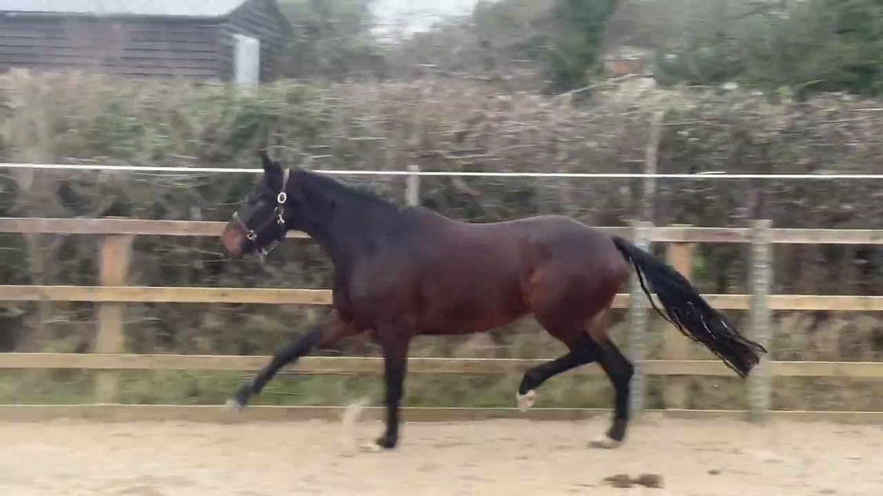 2022 mare by Sir Elton (Sir Donnerhall) x Feinrich