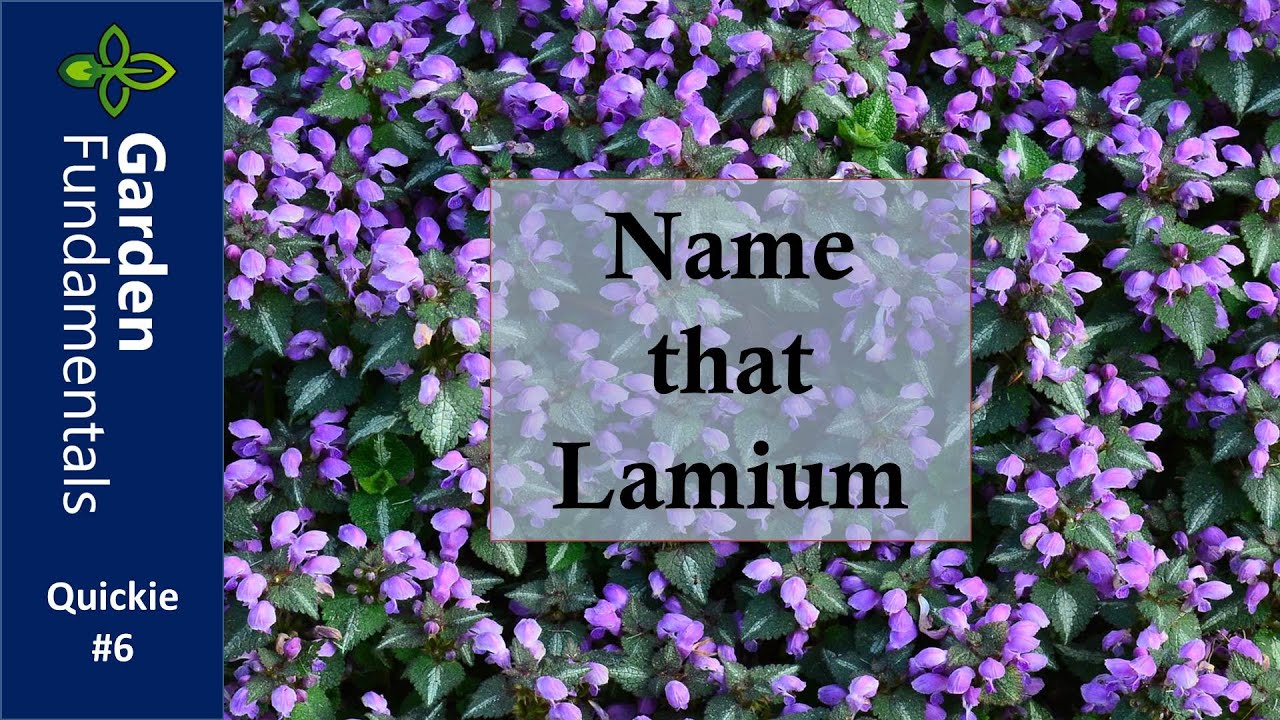 Lamium - It is Important to Use Names Correctly  ⏳⌚️⌛️ Garden Quickie #6