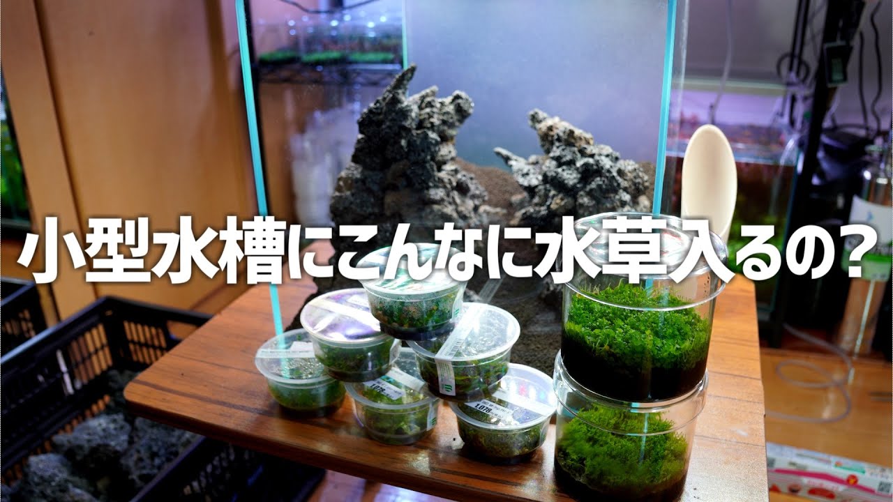 30㎝キューブ水槽に似つかわしくない数の水草で圧倒する。#386【アクアリウム】