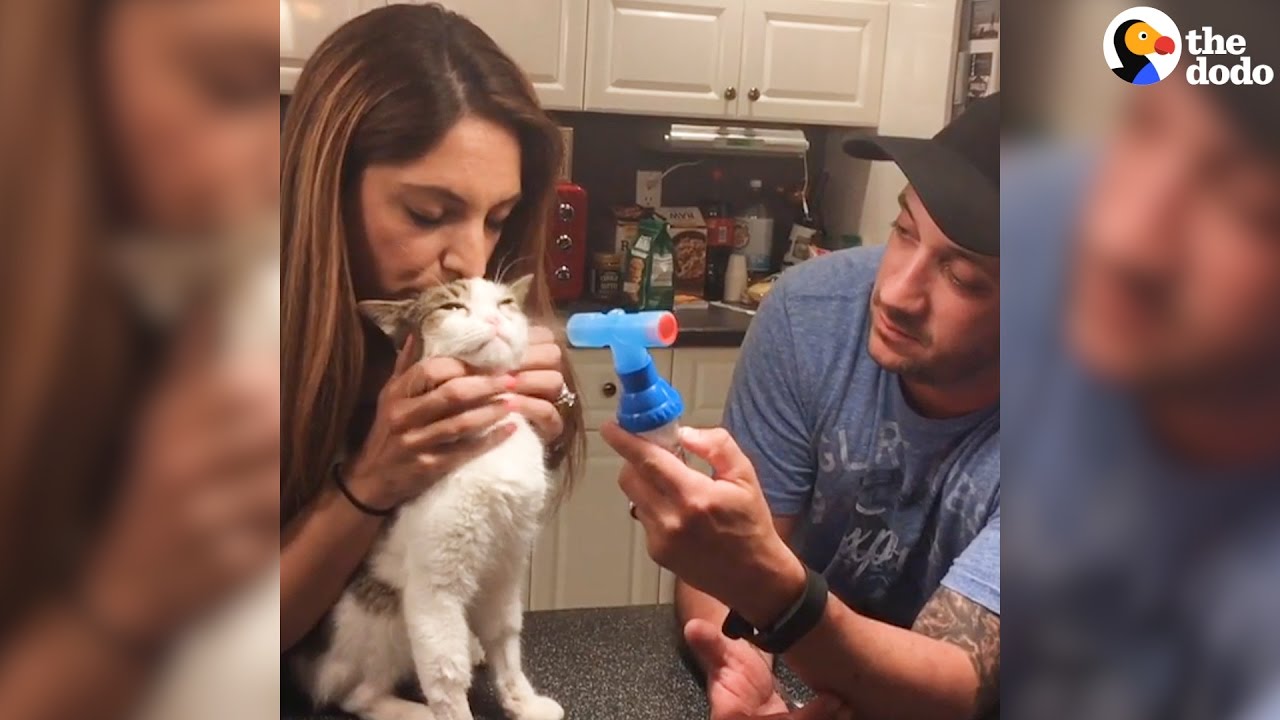 Cat Couple Only Adopt Special Needs Cats | The Dodo