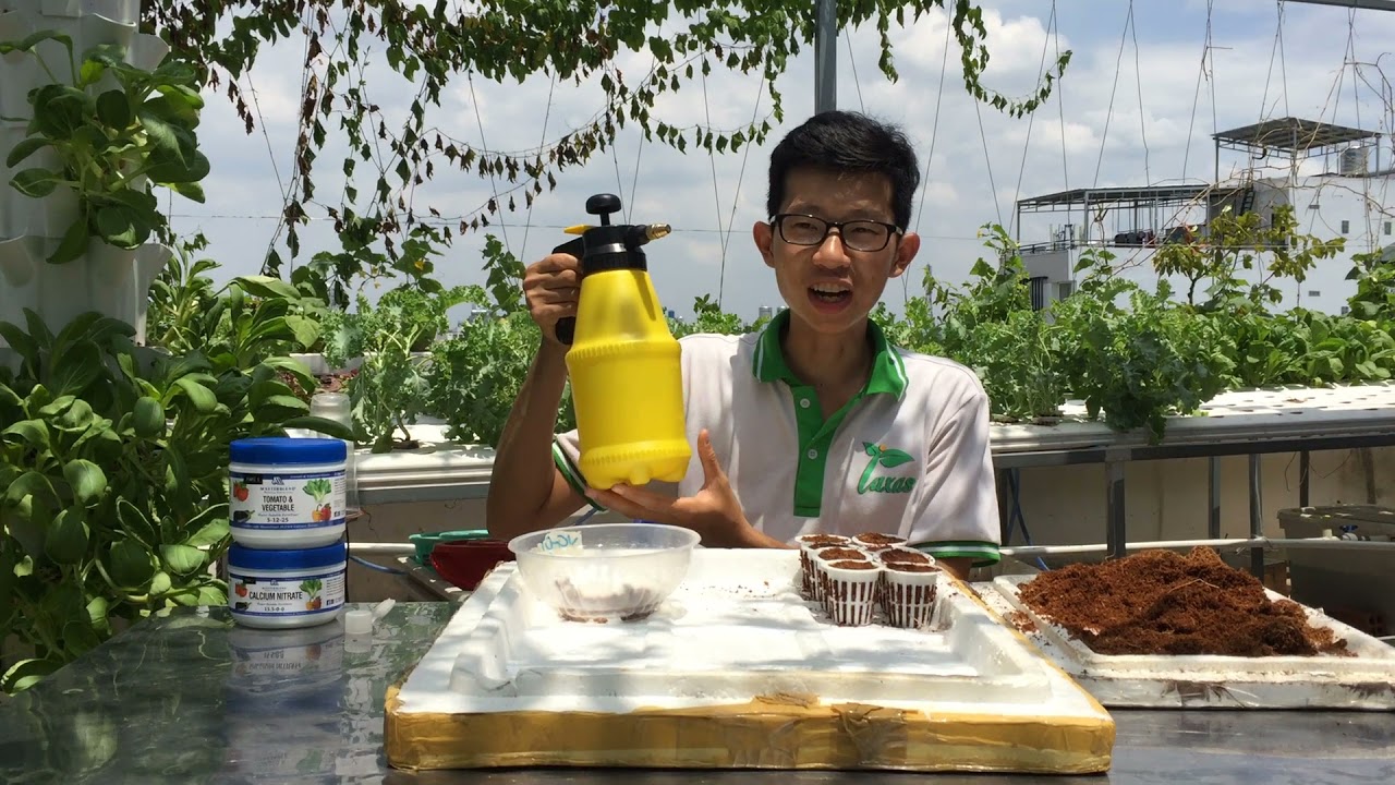 C&Aacute;CH ƯƠM C&Acirc;Y THỦY CANH TẠI NH&Agrave; _ C&Ugrave;NG LAXAS ƯƠM C&Acirc;Y:)