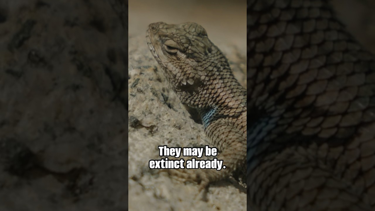 Ancient lizard in Arizona may be going extinct #shorts