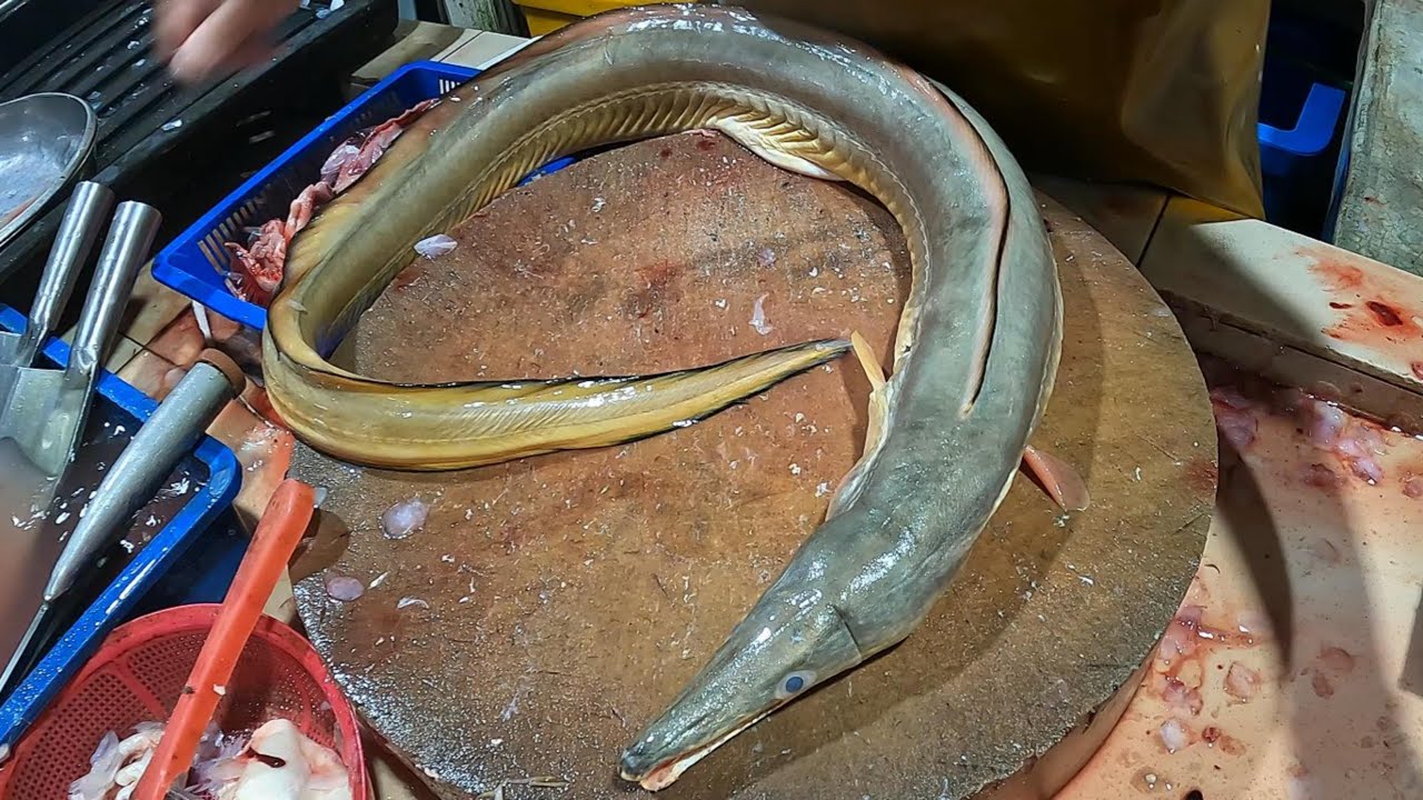 Yellow Pike Conger Eel &ndash; Clean & Satisfying Fillet from Start to Finish#fish #seafood #asmr #fillet
