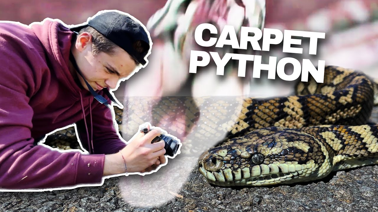 MORELIA spilota in NATURA! - Non CI CREDO!!
